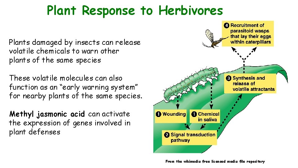 Plant Response to Herbivores Plants damaged by insects can release volatile chemicals to warn