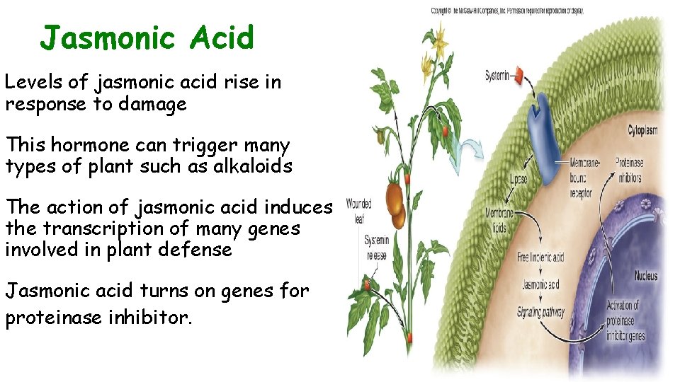 Jasmonic Acid Levels of jasmonic acid rise in response to damage This hormone can