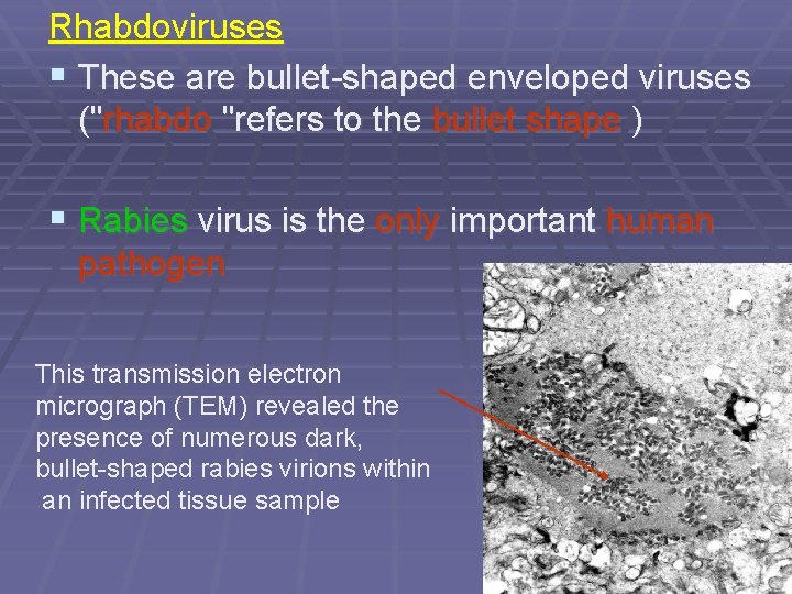 Rhabdoviruses § These are bullet-shaped enveloped viruses ("rhabdo "refers to the bullet shape )