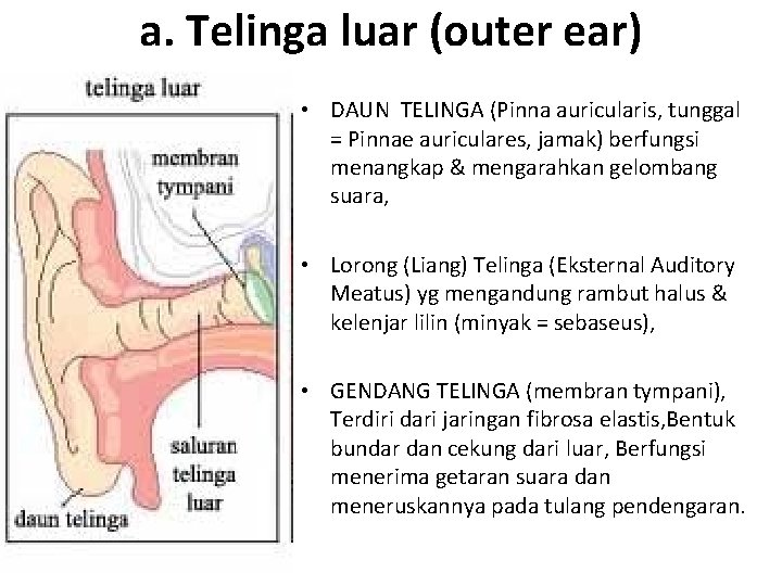 a. Telinga luar (outer ear) • DAUN TELINGA (Pinna auricularis, tunggal = Pinnae auriculares,