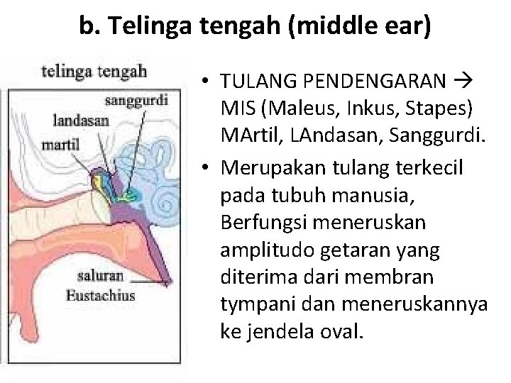 b. Telinga tengah (middle ear) • TULANG PENDENGARAN MIS (Maleus, Inkus, Stapes) MArtil, LAndasan,