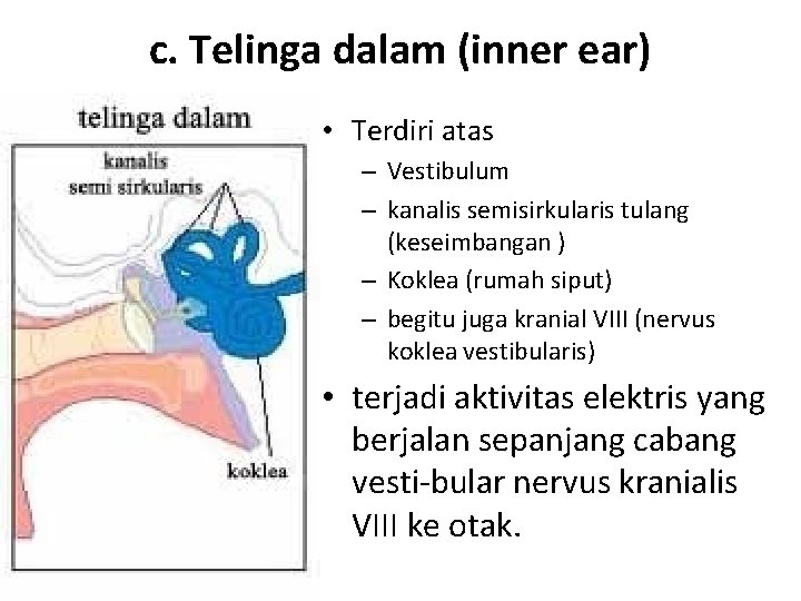 c. Telinga dalam (inner ear) • Terdiri atas – Vestibulum – kanalis semisirkularis tulang