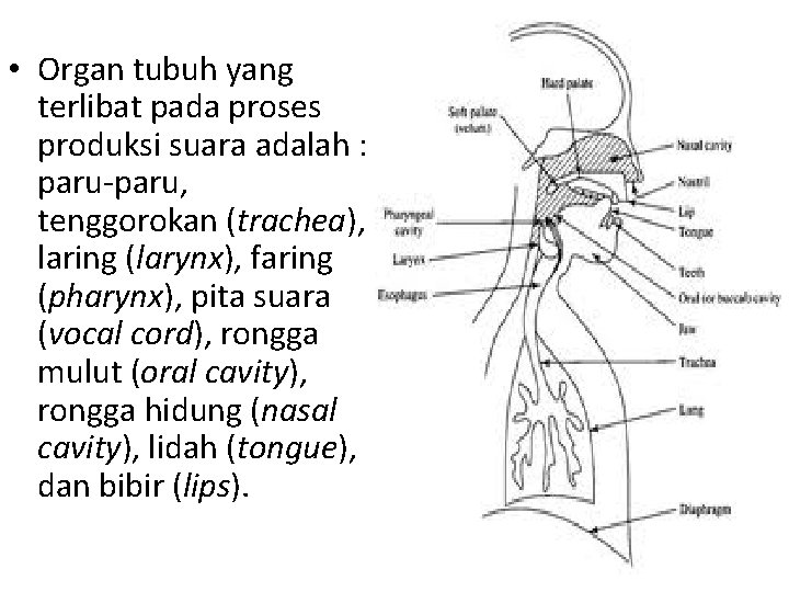  • Organ tubuh yang terlibat pada proses produksi suara adalah : paru-paru, tenggorokan