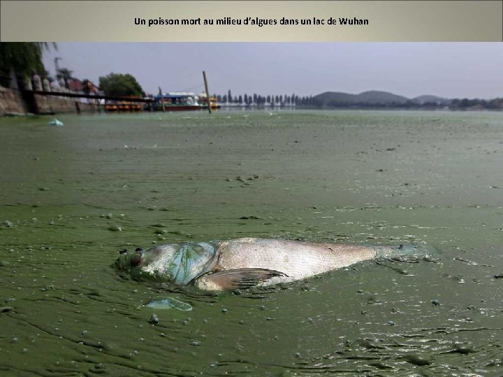 Un poisson mort au milieu d’algues dans un lac de Wuhan 