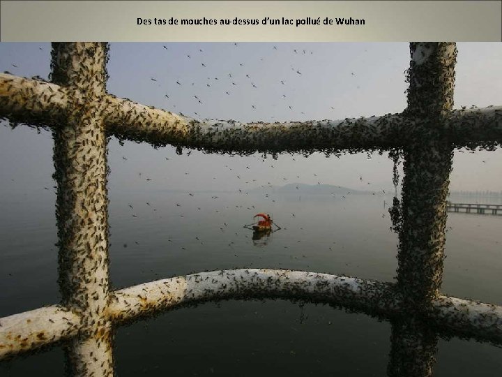 Des tas de mouches au-dessus d’un lac pollué de Wuhan 