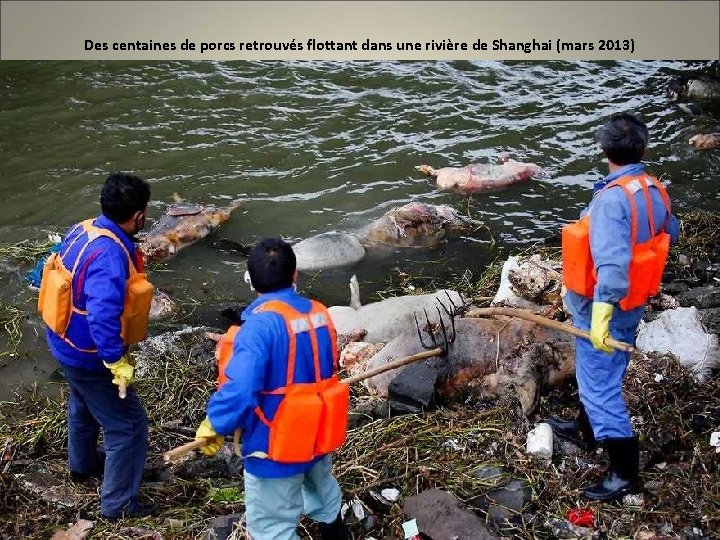 Des centaines de porcs retrouvés flottant dans une rivière de Shanghai (mars 2013) 
