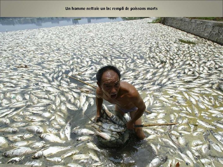 Un homme nettoie un lac rempli de poissons morts 