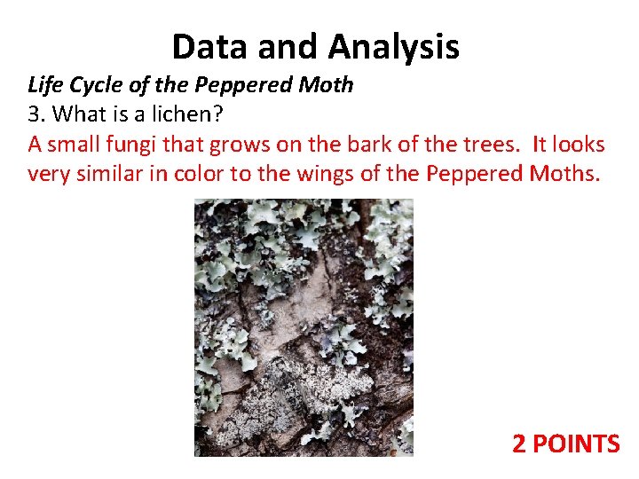 Data and Analysis Life Cycle of the Peppered Moth 3. What is a lichen? Data and Analysis Life Cycle of the Peppered Moth 3. What is a lichen?