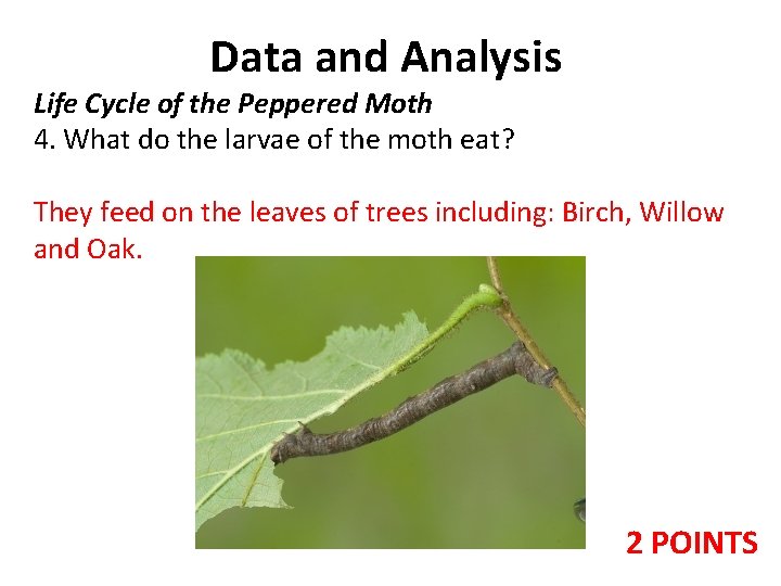 Data and Analysis Life Cycle of the Peppered Moth 4. What do the larvae Data and Analysis Life Cycle of the Peppered Moth 4. What do the larvae