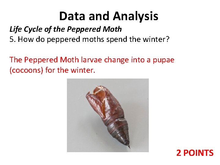 Data and Analysis Life Cycle of the Peppered Moth 5. How do peppered moths Data and Analysis Life Cycle of the Peppered Moth 5. How do peppered moths