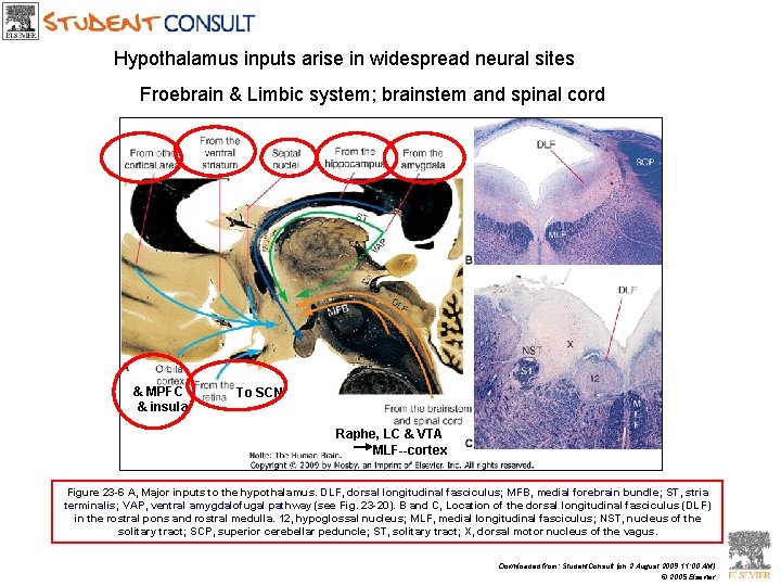Drives and emotions the hypothalamus and limbic system