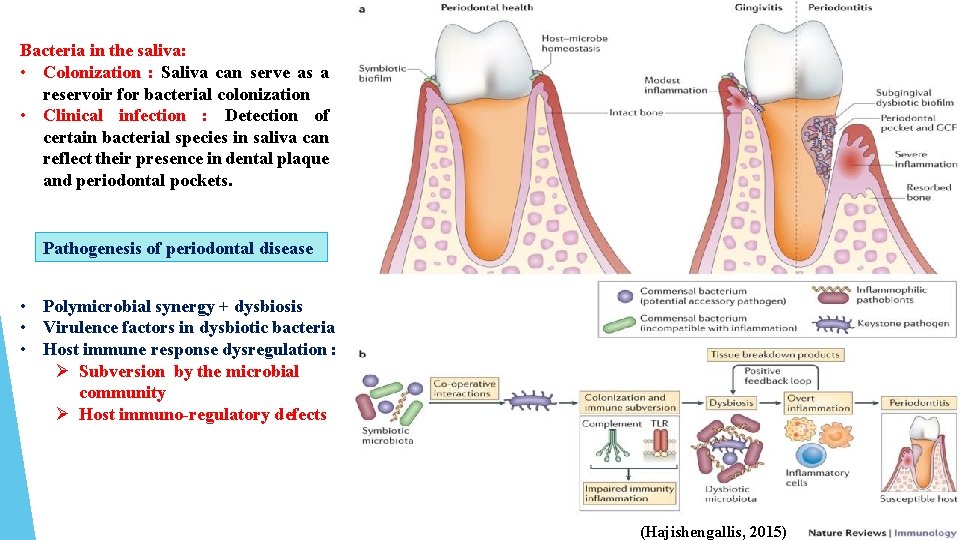 Bacteria in the saliva: • Colonization : Saliva can serve as a reservoir for