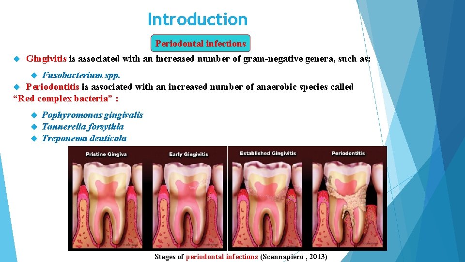 Introduction Periodontal infections Gingivitis is associated with an increased number of gram-negative genera, such