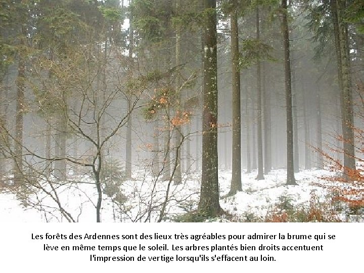 Les forêts des Ardennes sont des lieux très agréables pour admirer la brume qui