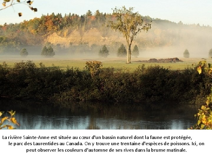 La rivière Sainte-Anne est située au cœur d'un bassin naturel dont la faune est