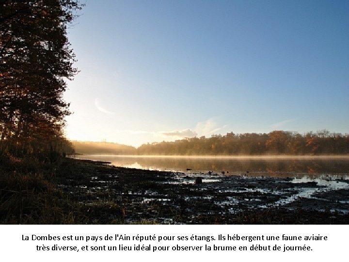 La Dombes est un pays de l'Ain réputé pour ses étangs. Ils hébergent une