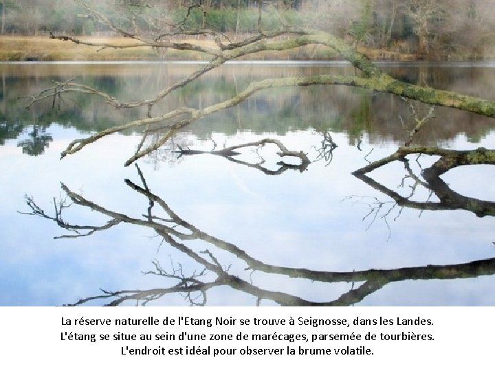 La réserve naturelle de l'Etang Noir se trouve à Seignosse, dans les Landes. L'étang