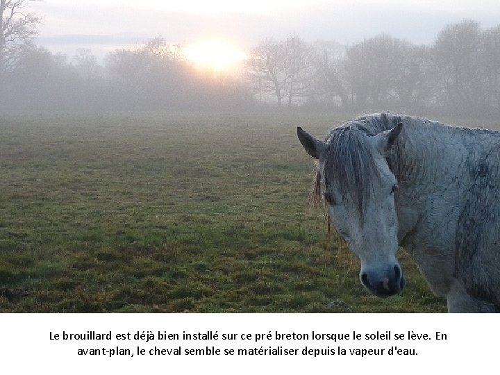 Le brouillard est déjà bien installé sur ce pré breton lorsque le soleil se