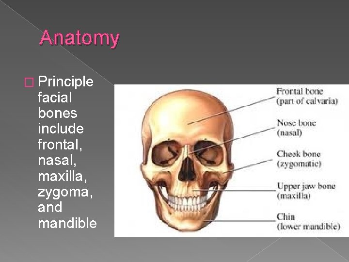 Anatomy � Principle facial bones include frontal, nasal, maxilla, zygoma, and mandible 
