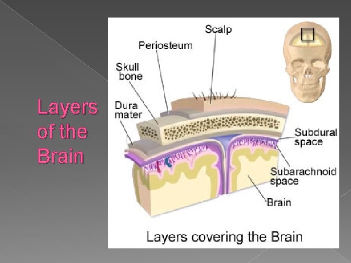 Layers of the Brain 