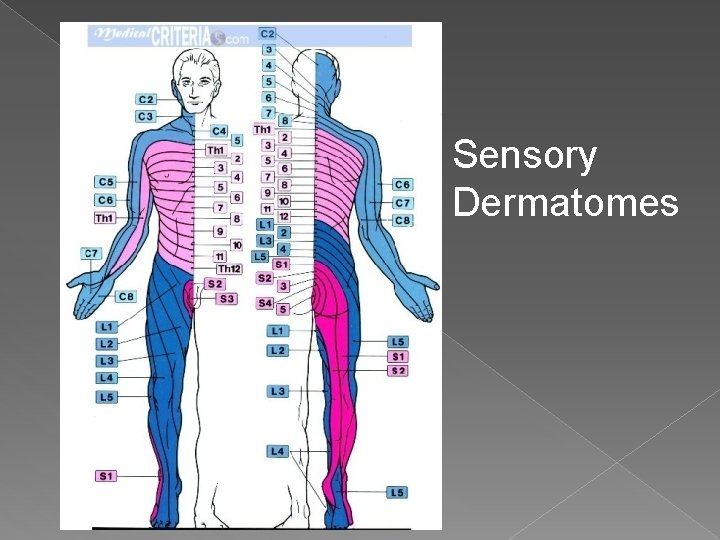 Sensory Dermatomes 