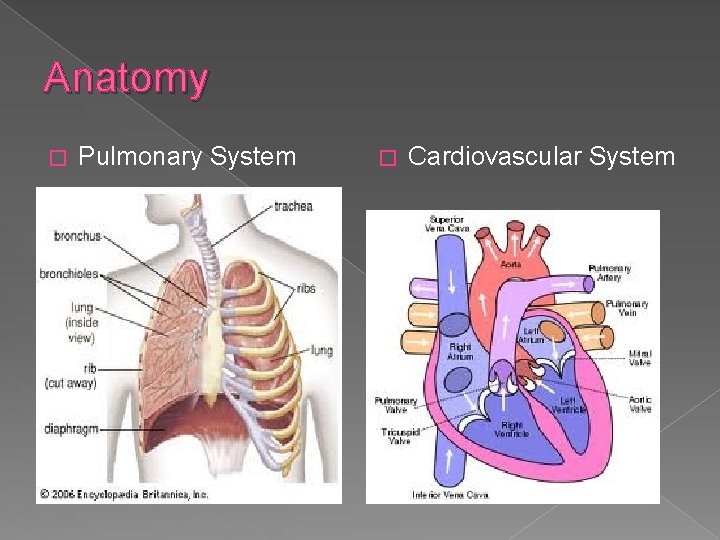 Anatomy � Pulmonary System � Cardiovascular System 