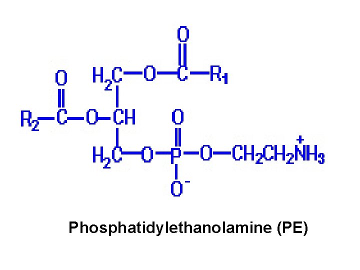 Phosphatidylethanolamine (PE) 