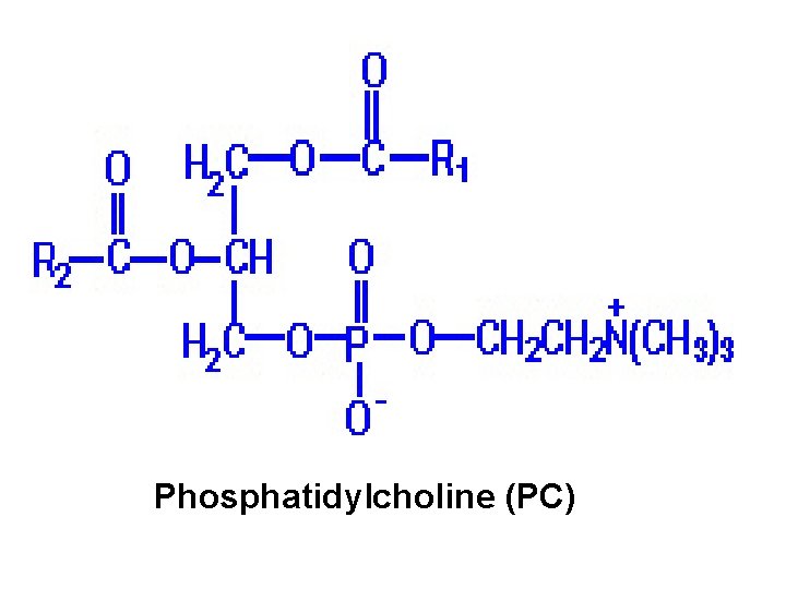 Phosphatidylcholine (PC) 
