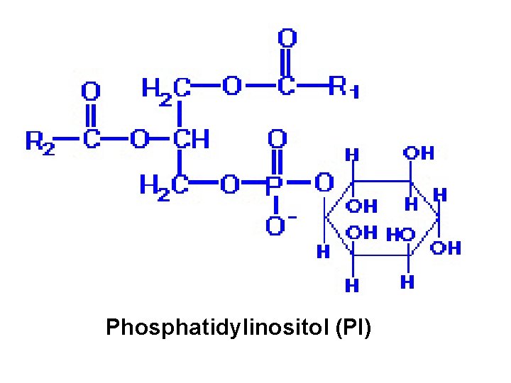 Phosphatidylinositol (PI) 