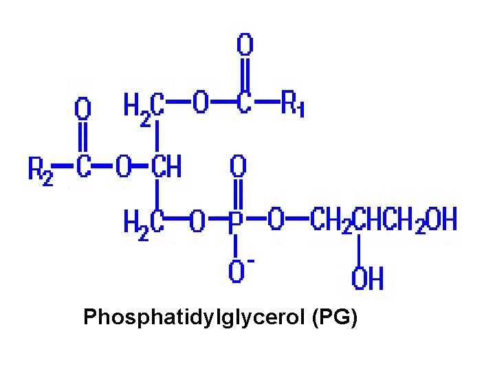 Phosphatidylglycerol (PG) 