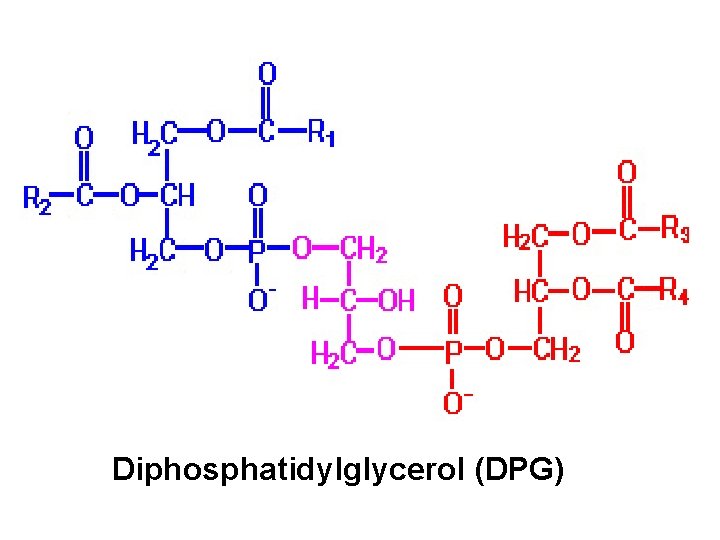 Diphosphatidylglycerol (DPG) 