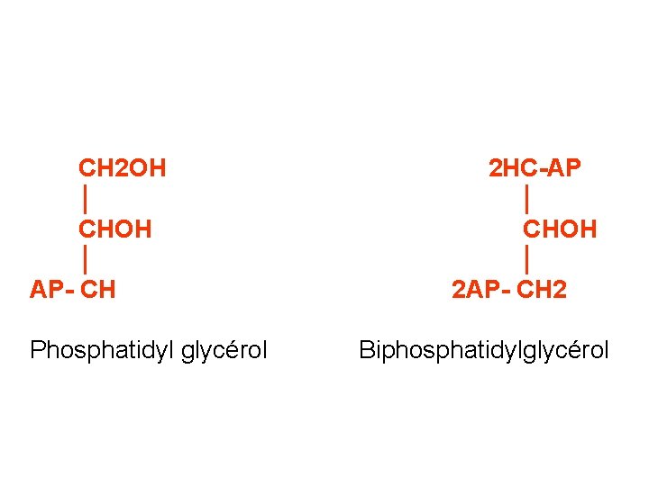 CH 2 OH │ CHOH │ AP- CH Phosphatidyl glycérol 2 HC-AP │ CHOH