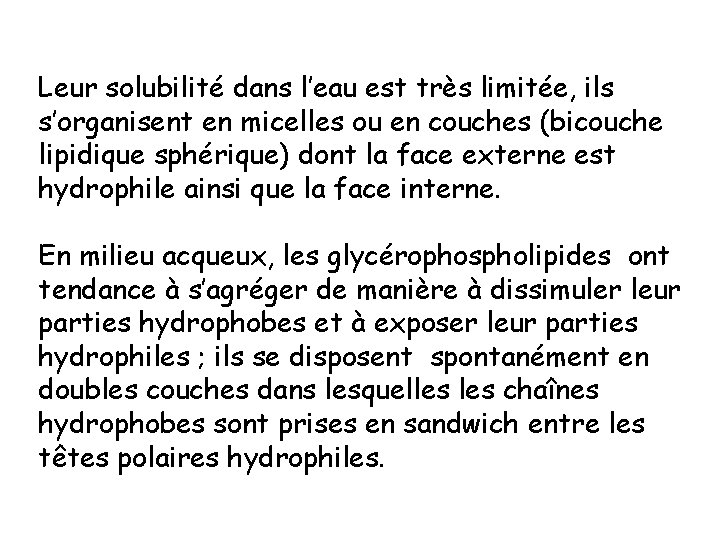 Leur solubilité dans l’eau est très limitée, ils s’organisent en micelles ou en couches