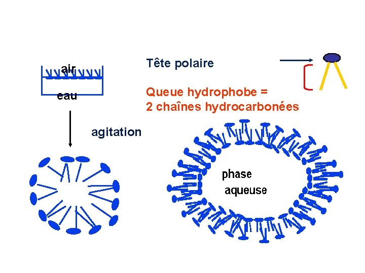 Tête polaire air Queue hydrophobe = 2 chaînes hydrocarbonées eau agitation 