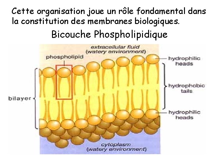 Cette organisation joue un rôle fondamental dans la constitution des membranes biologiques. Bicouche Phospholipidique