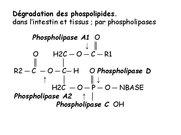 Dégradation des phospolipides. dans l’intestin et tissus ; par phospholipases Phospholipase A 1 O