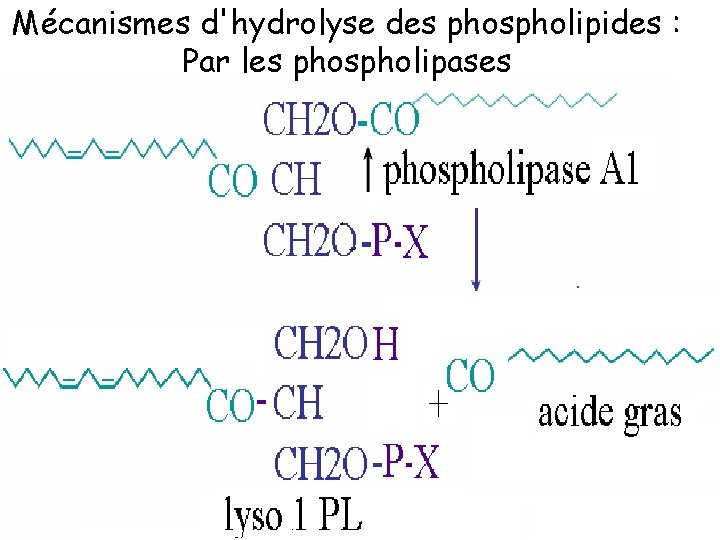 Mécanismes d'hydrolyse des phospholipides : Par les phospholipases 