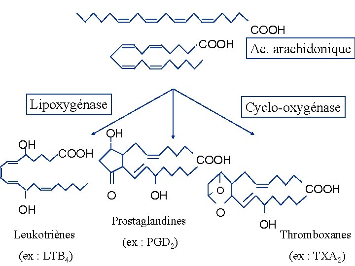 COOH Lipoxygénase OH Ac. arachidonique Cyclo-oxygénase OH COOH O OH Leukotriènes (ex : LTB