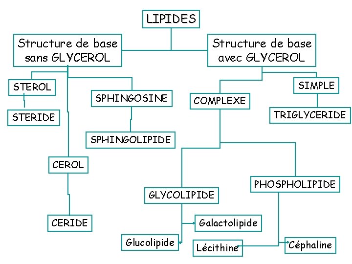 LIPIDES Structure de base sans GLYCEROL STEROL Structure de base avec GLYCEROL SPHINGOSINE SIMPLE