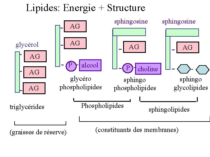 Lipides: Energie + Structure sphingosine AG AG glycérol sphingosine AG AG AG P alcool