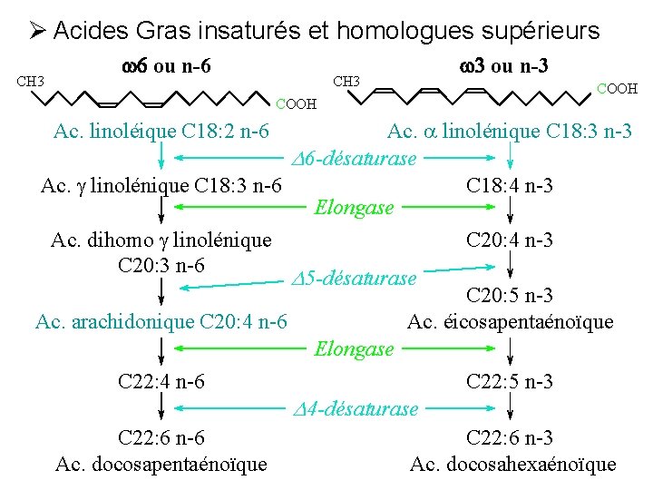 Ø Acides Gras insaturés et homologues supérieurs CH 3 w 6 ou n-6 CH