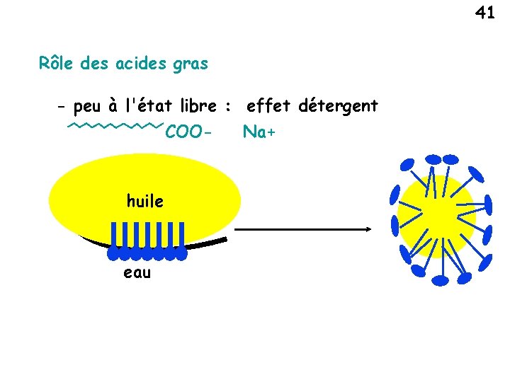 41 Rôle des acides gras - peu à l'état libre : effet détergent COO-