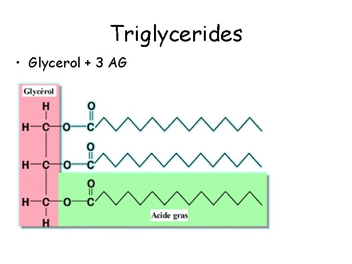 Triglycerides • Glycerol + 3 AG 