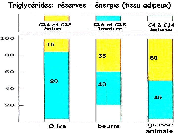 Triglycérides: réserves – énergie (tissu adipeux) 