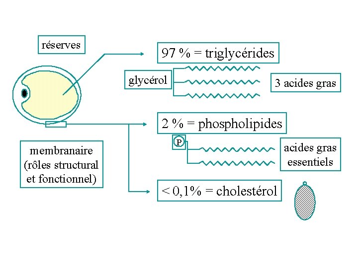 réserves 97 % = triglycérides glycérol 3 acides gras 2 % = phospholipides membranaire