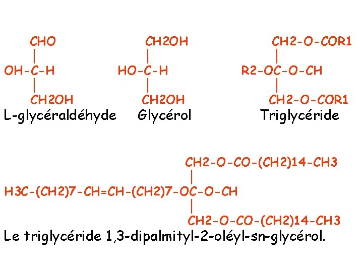 CHO │ OH-C-H │ CH 2 OH L-glycéraldéhyde CH 2 OH │ HO-C-H │