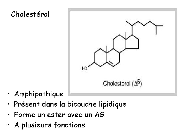 Cholestérol • • Amphipathique Présent dans la bicouche lipidique Forme un ester avec un