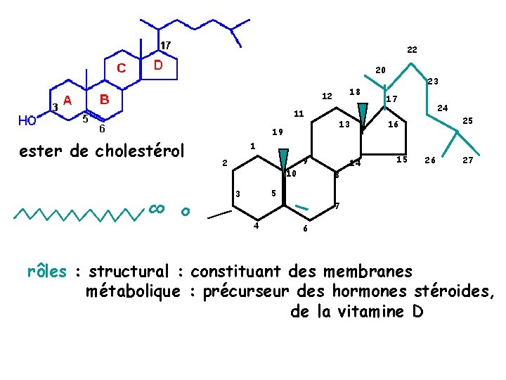 22 20 18 12 11 ester de cholestérol 19 O 17 24 25 16