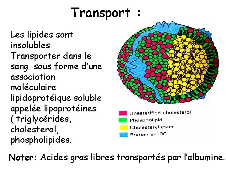 Transport : Les lipides sont insolubles Transporter dans le sang sous forme d’une association