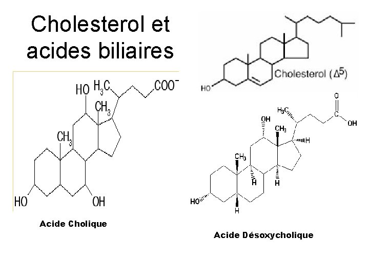 Cholesterol et acides biliaires Acide Cholique Acide Désoxycholique 